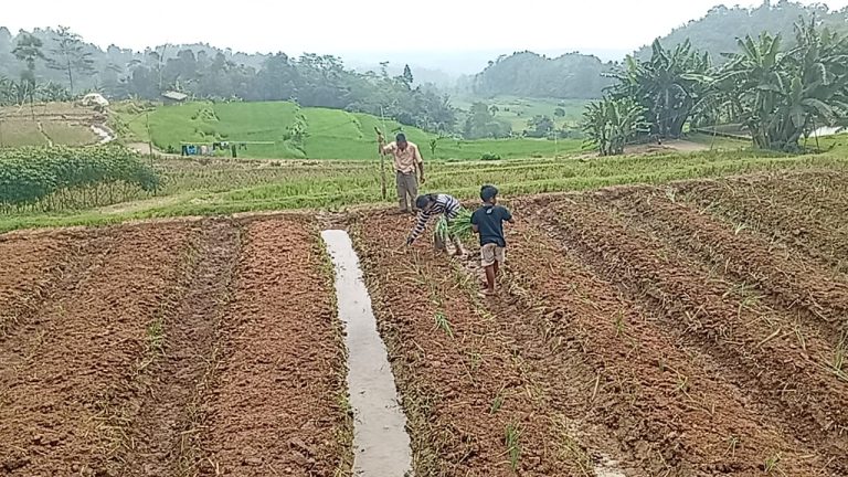 Kreatif! Petani Bawang Sukses Tumpang Sari dengan Sedap Malam, Hasilkan Omzet Berkelanjutan Tiap Pekan